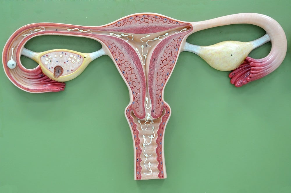 signs and symptoms of pregnancy