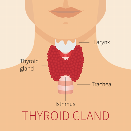 Thyroid Gland - Thyroid Problems