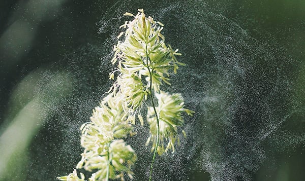 Pollen