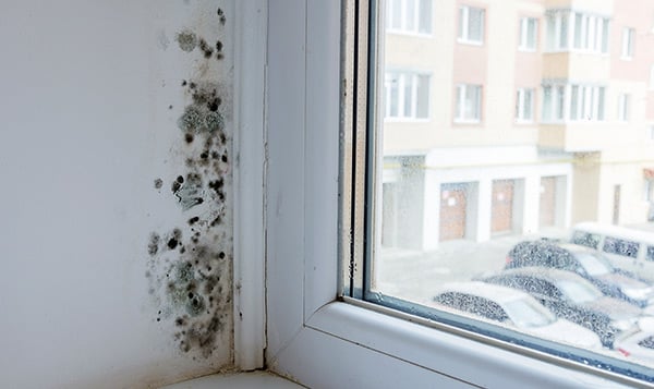 Mould