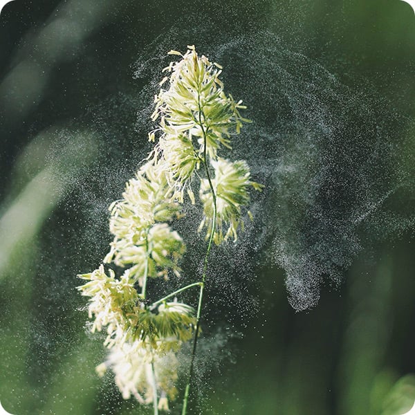 Pollen