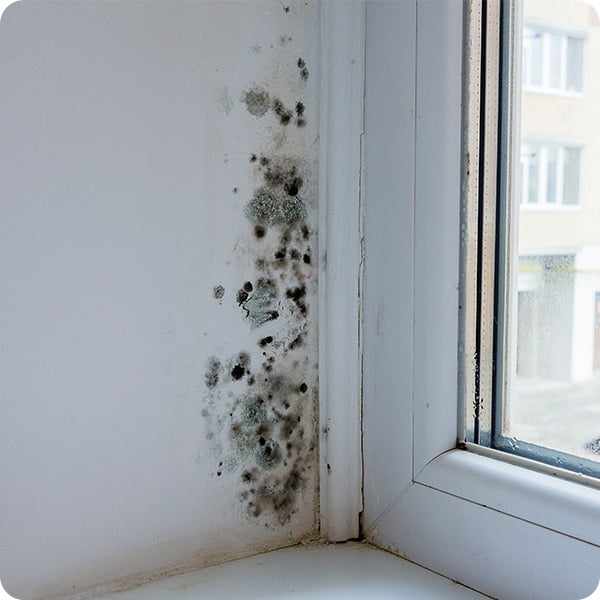 Mould
