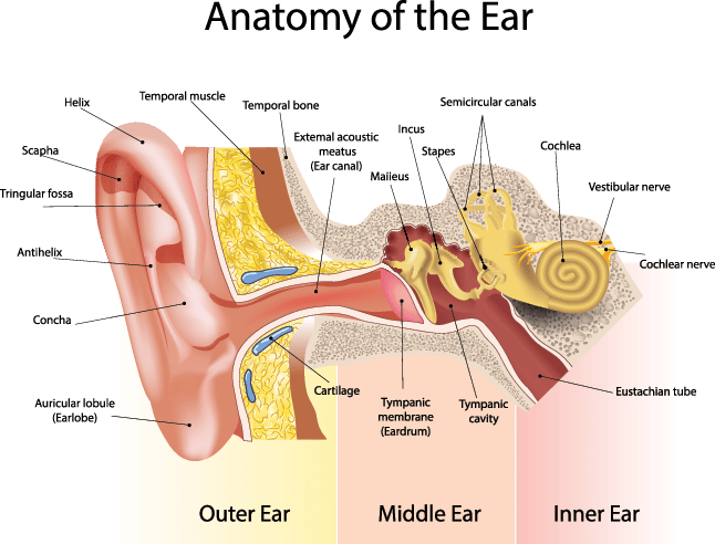 Anatomy of the ear