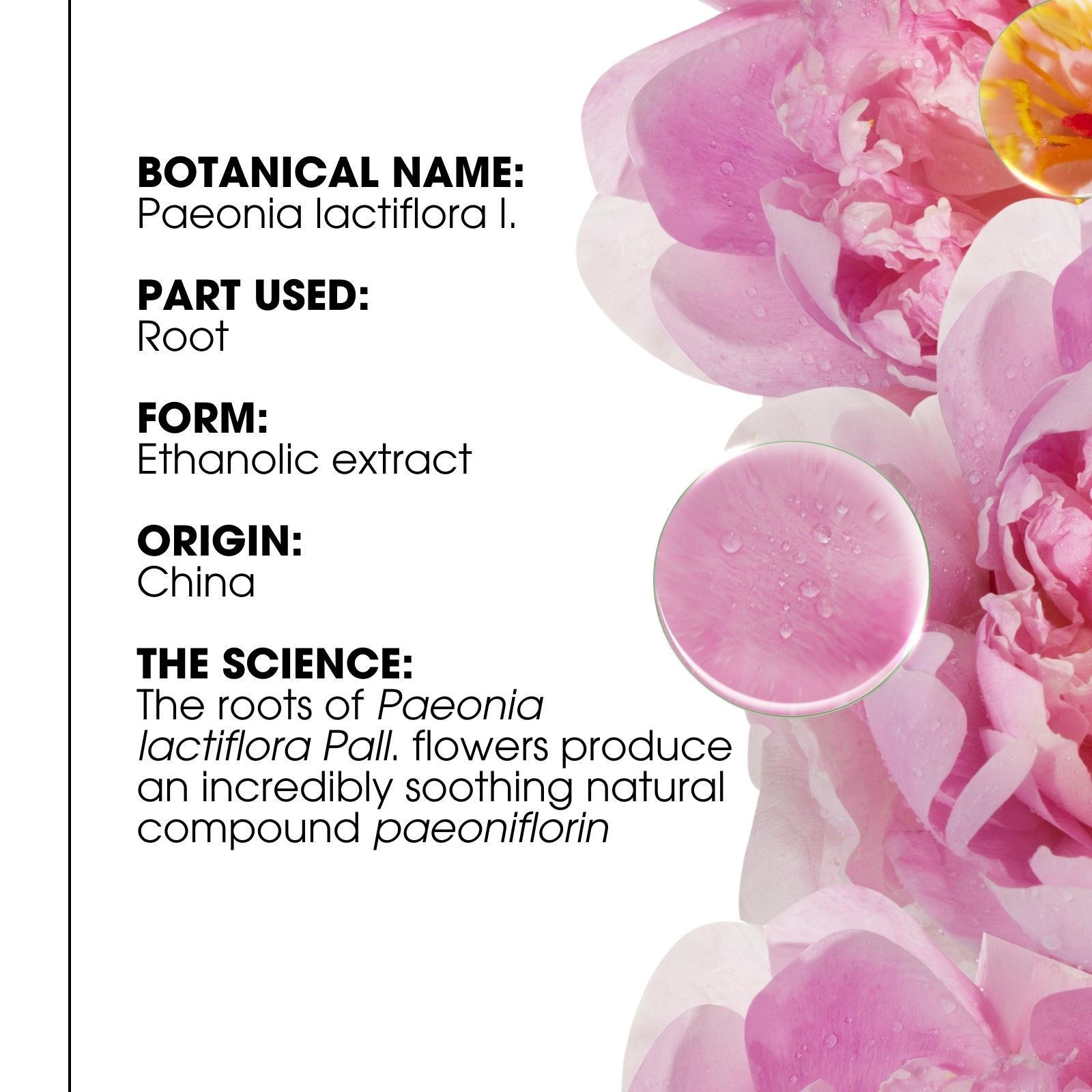 Klorane Conditioner Gel with Peony 150ml - Image 8